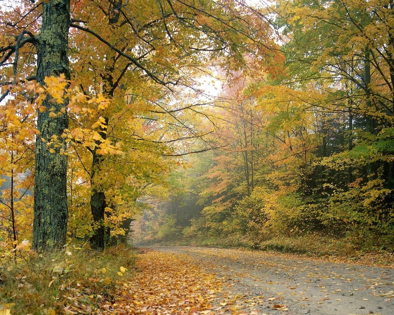 осень лес листья дорога