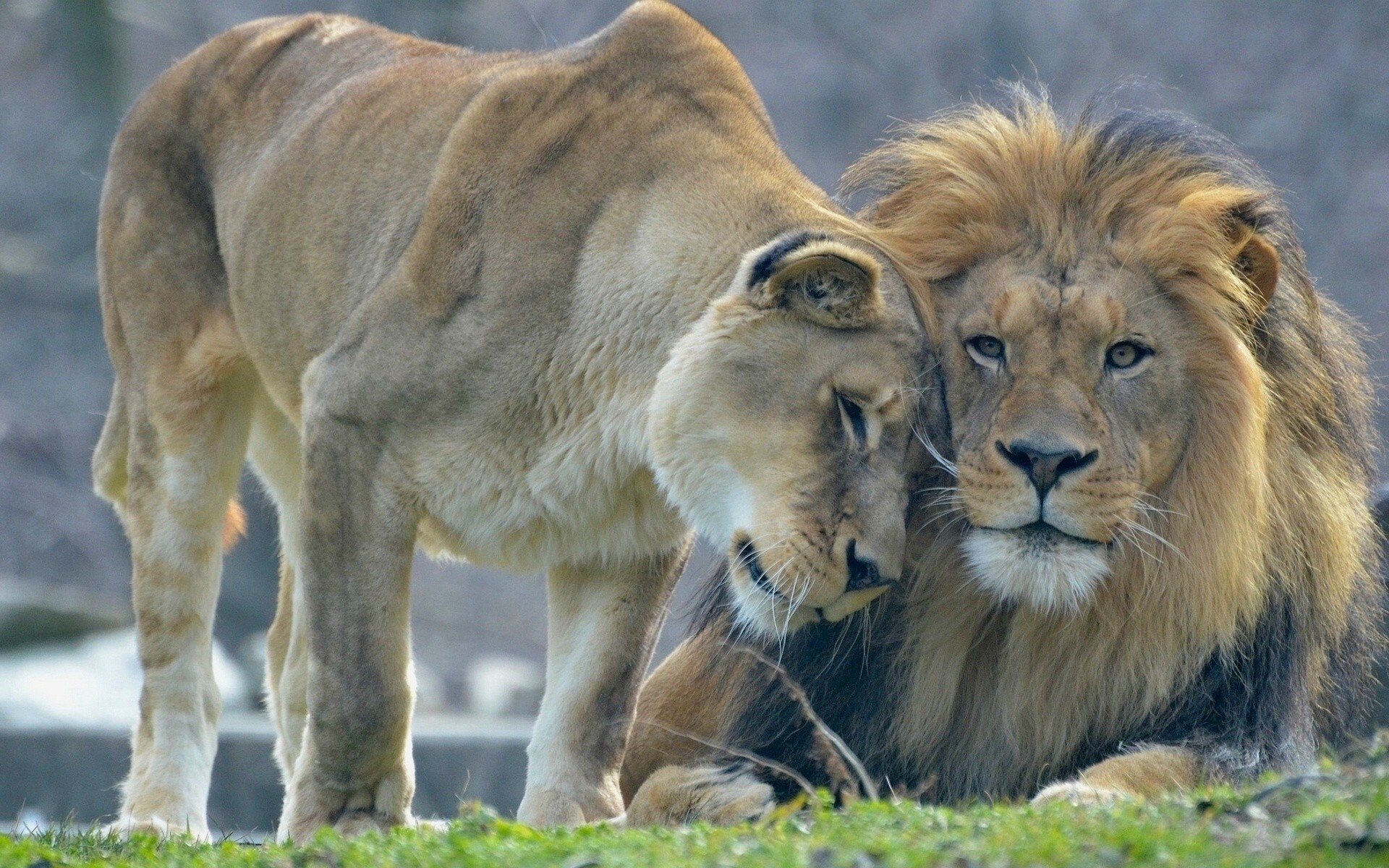 löwin katzen foto raubtiere situation wiesel makro thema löwe stolz