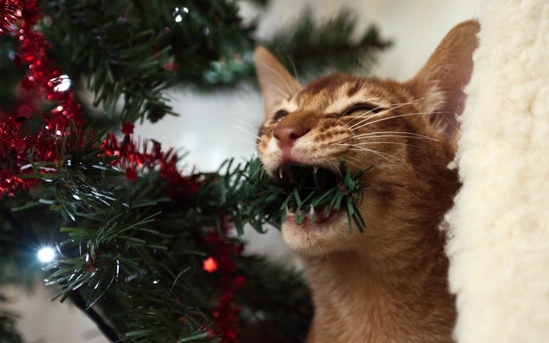 christmas tree new year cat garland fur