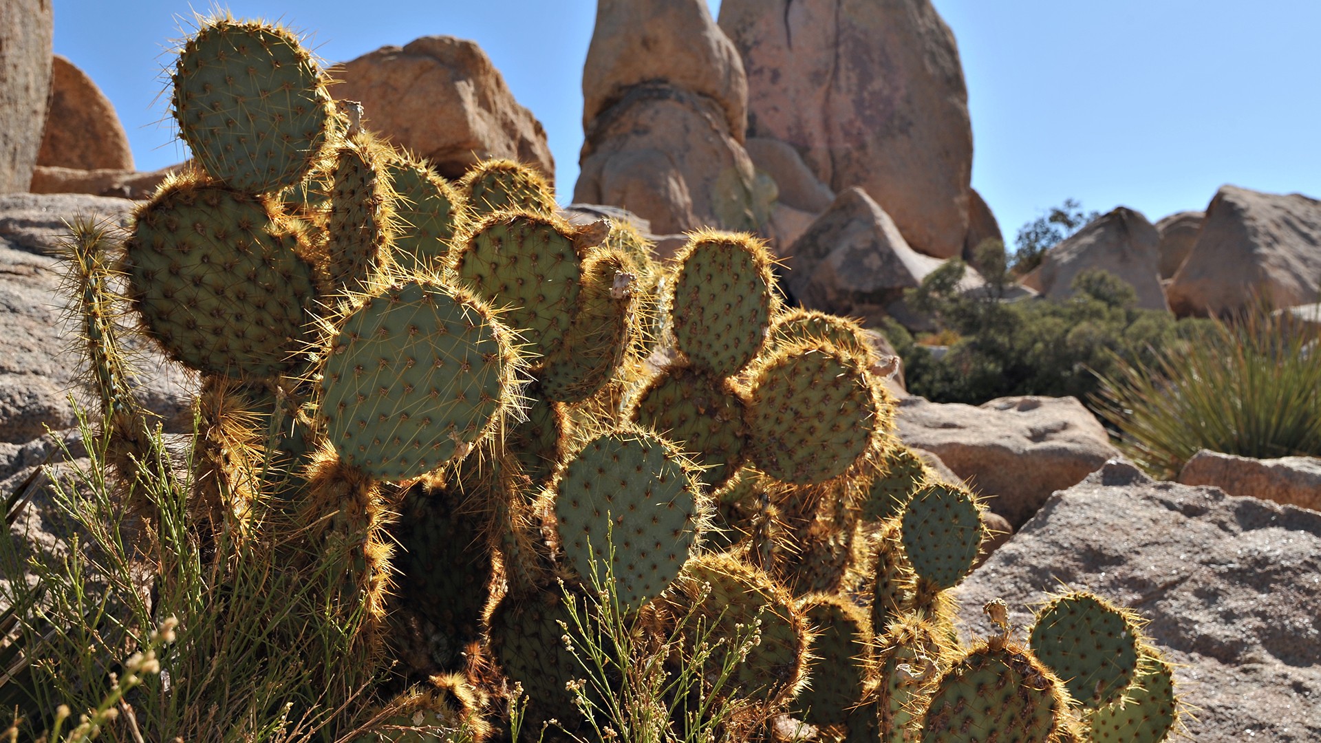 cactus espinas rocas