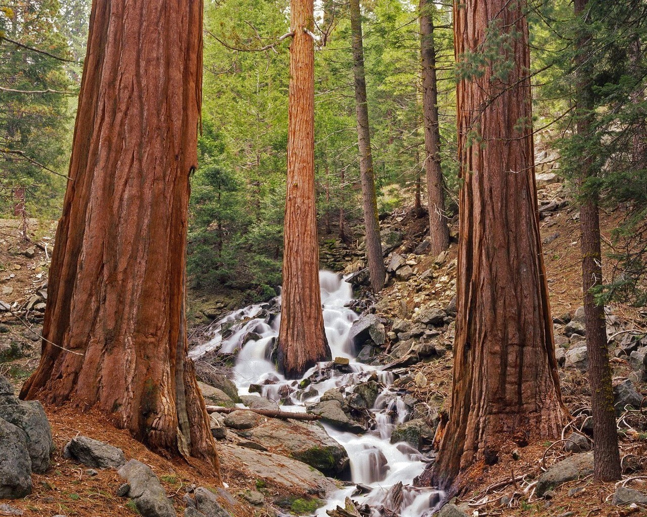 bosque bosque denso arroyo follaje