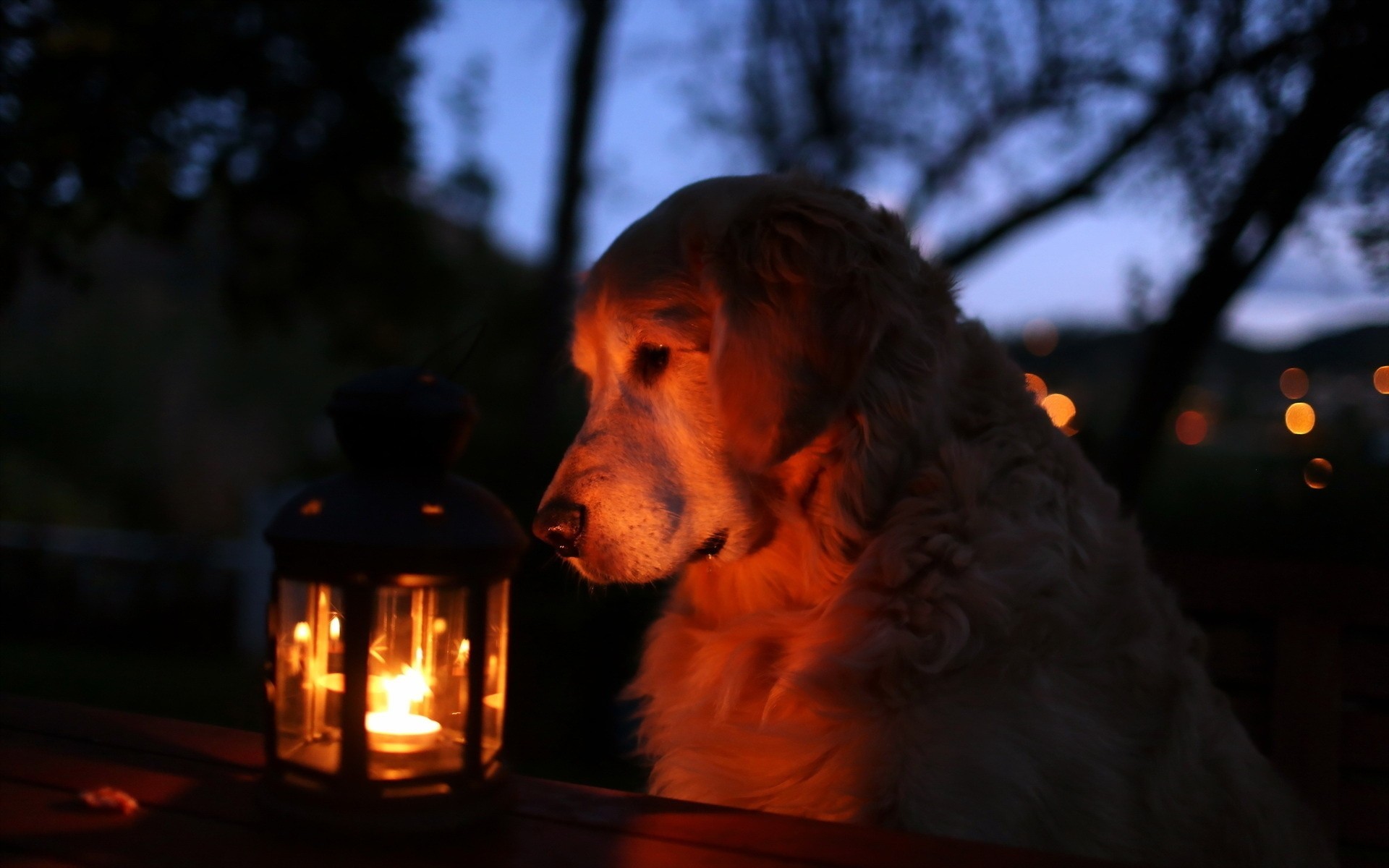 chien nuit lanterne