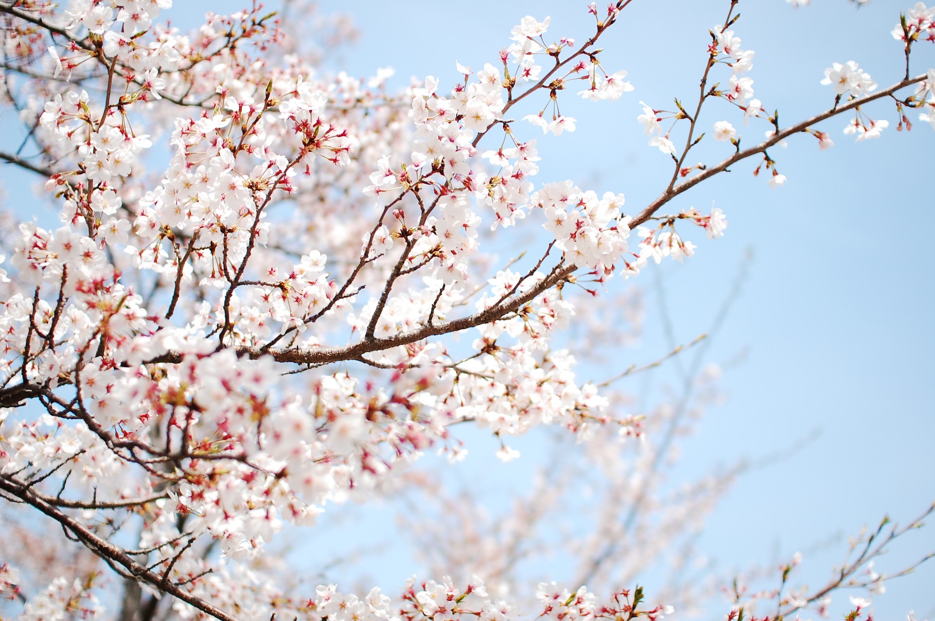 arbre floraison printemps