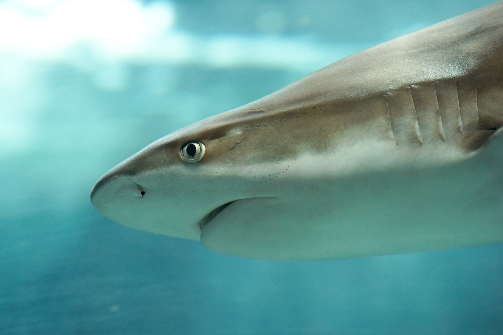 acquario natura animali