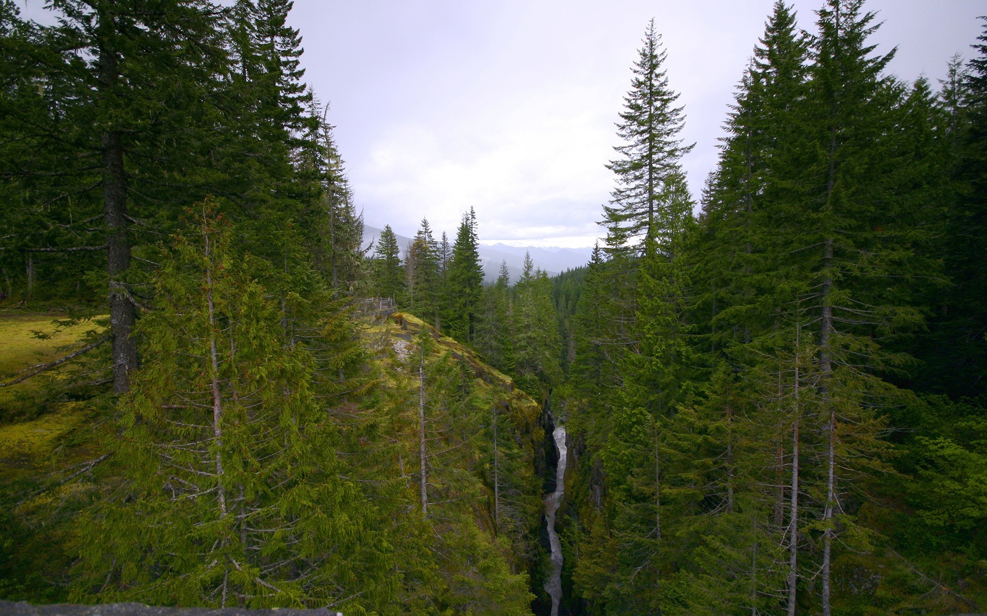 wald berge fluss