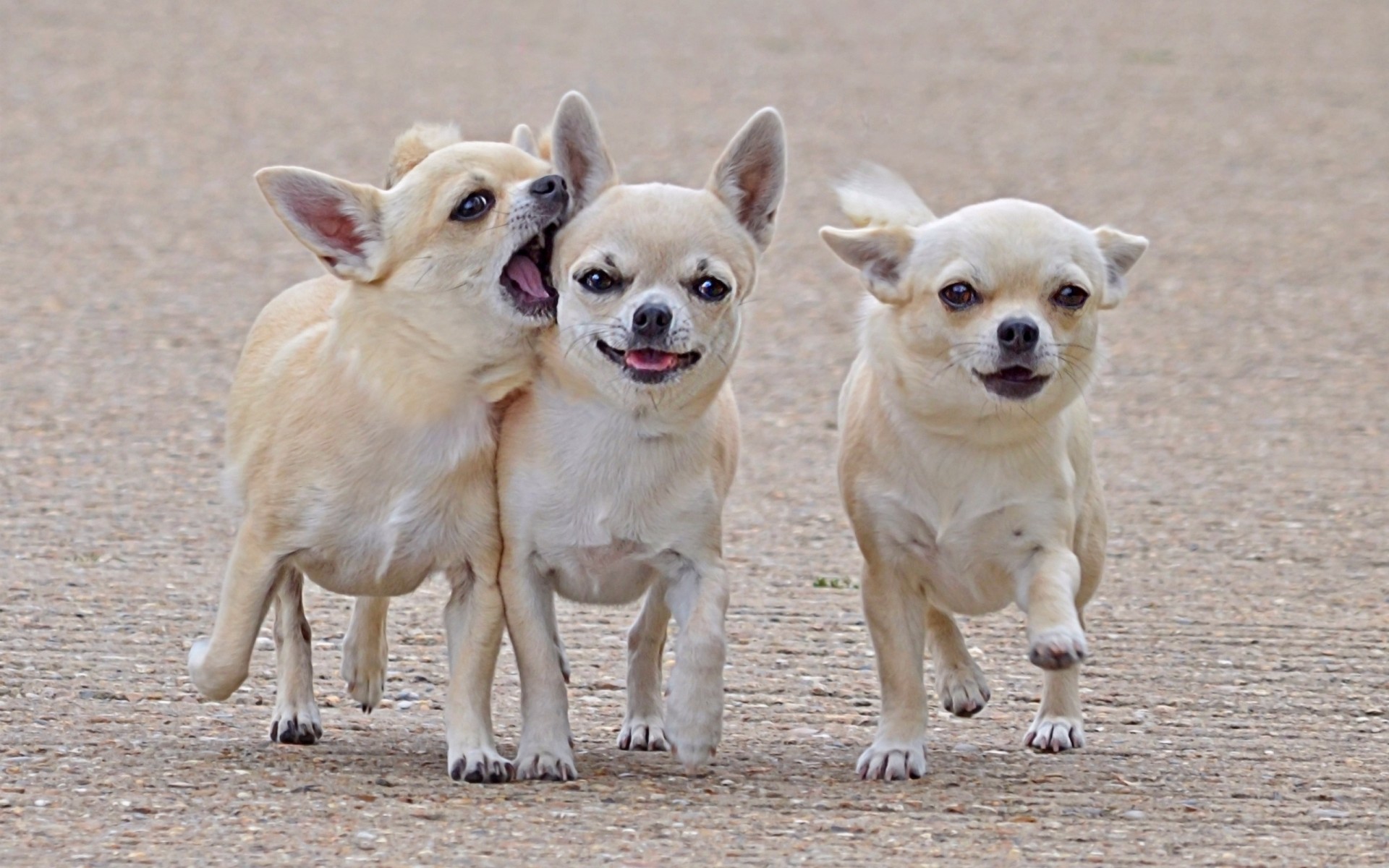 cachorros perros paseo