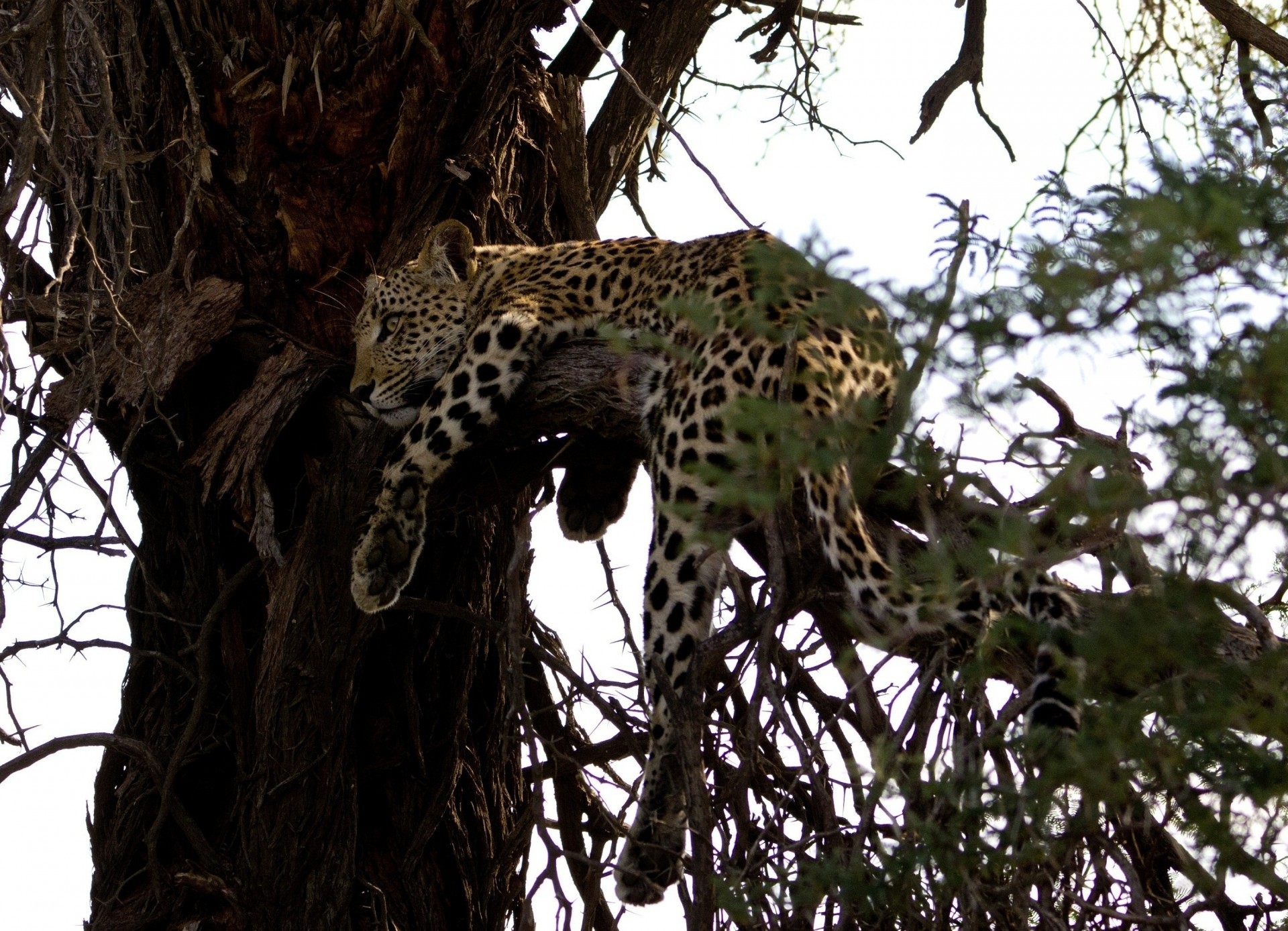 wildkatze leopard