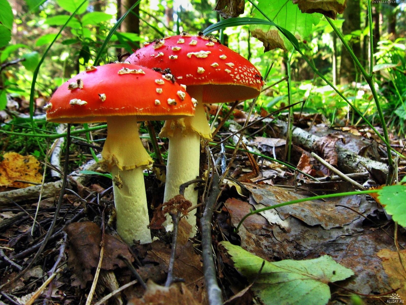 champignons amanites forêt