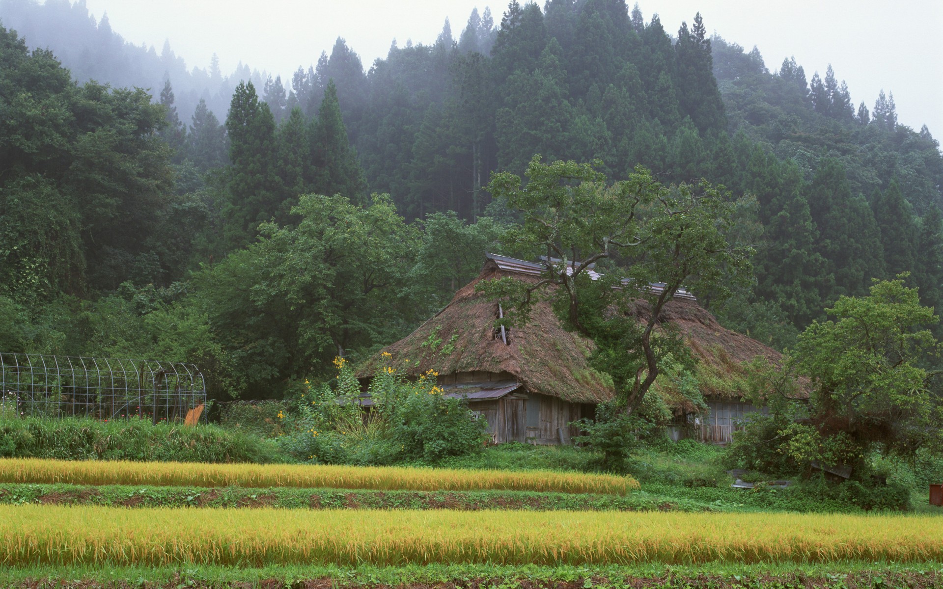 japon maison forêt