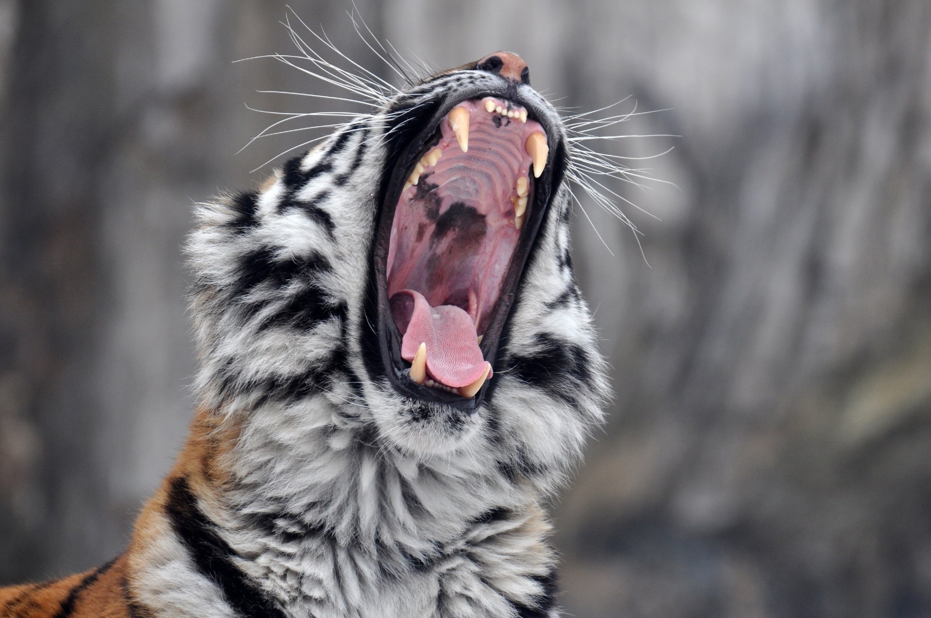 tigre de amur tigre boca colmillos gato salvaje bostezos