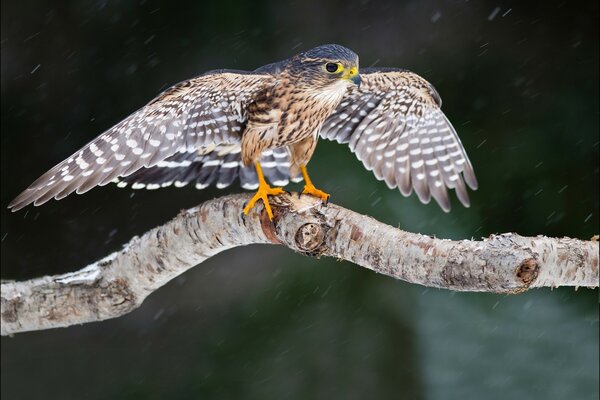 Falco su un albero. Ali spiegate