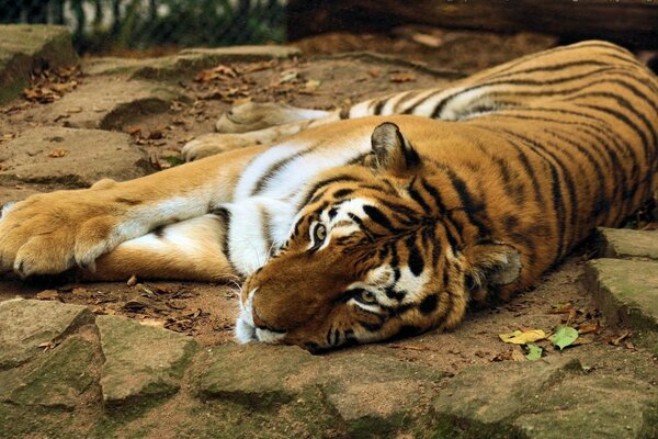 The tiger is lying on the rocks