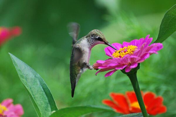 Colibrí se sentó en la flor de cinia