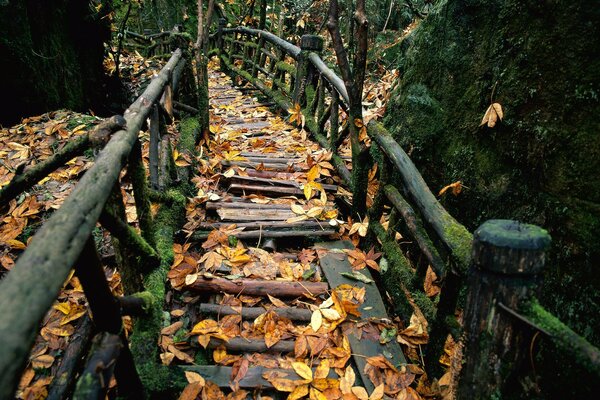 Fatiscente ringhiera in autunno foresta