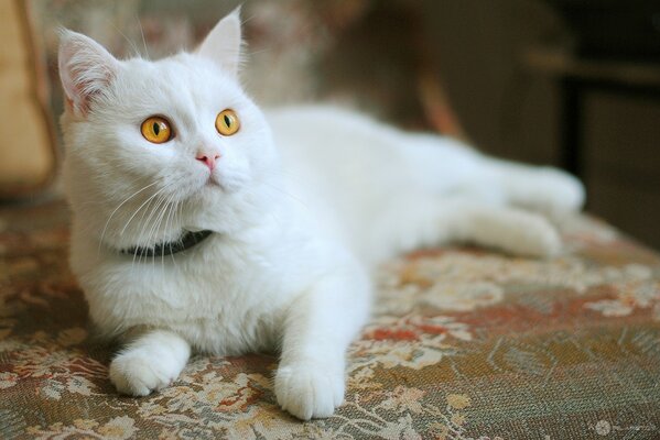 Chat blanc avec des yeux orange