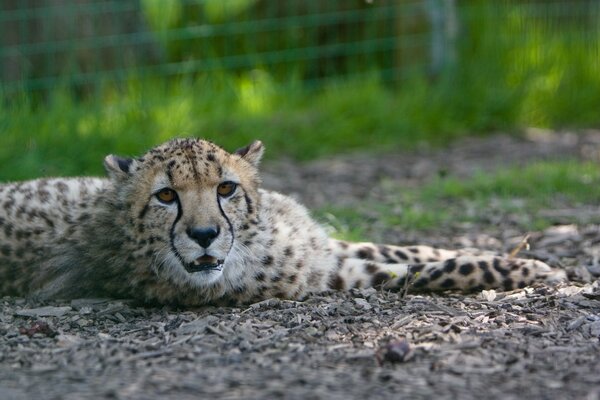 Żbik hypard leży