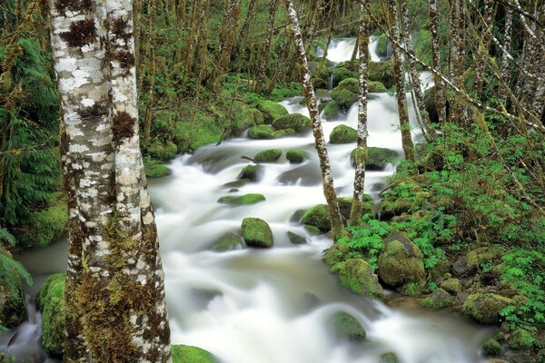 Ein stürmischer Waldfluss in der Nähe von Birken