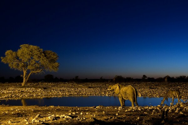 Elefante y jirafa en un abrevadero por la noche en África