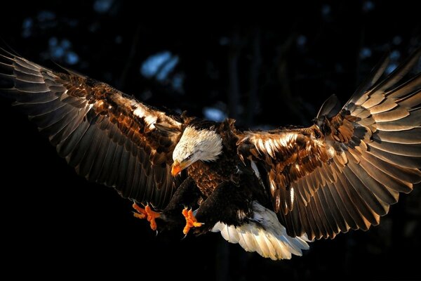 A huge hawk hunting in flight