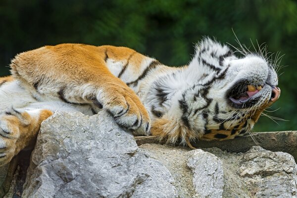 Amur tiger on a stone