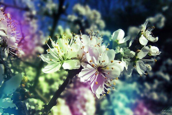 Kirschblüten in verschiedenen Farben