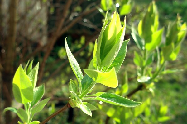 Floraison des feuilles vertes de l arbre