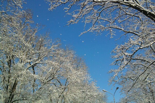 Arbres dans la neige le matin glacial