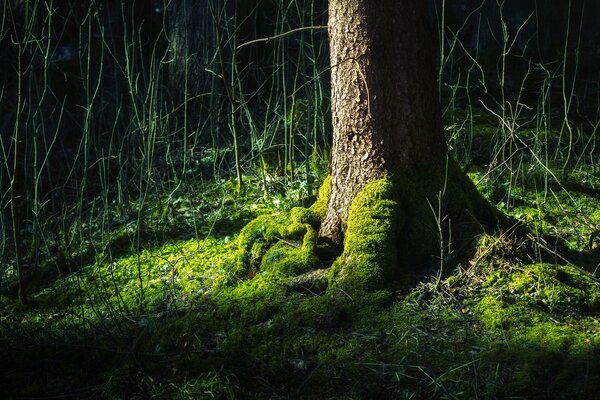 Árbol con musgo en el bosque oscuro