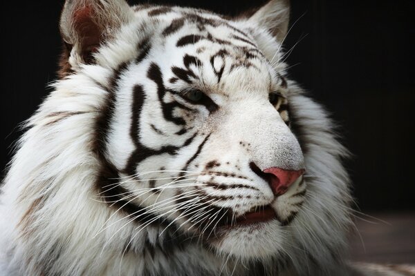 Black and white handsome in color