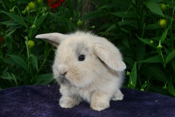 A little bunny on a background of flowers