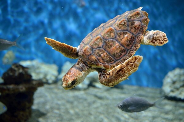 Tortue de mer sous-marine dans l aquarium