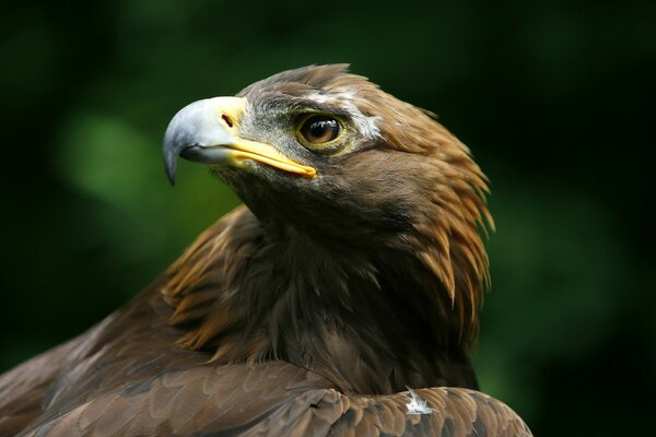 Raubvogel Steinadler mit großem Schnabel