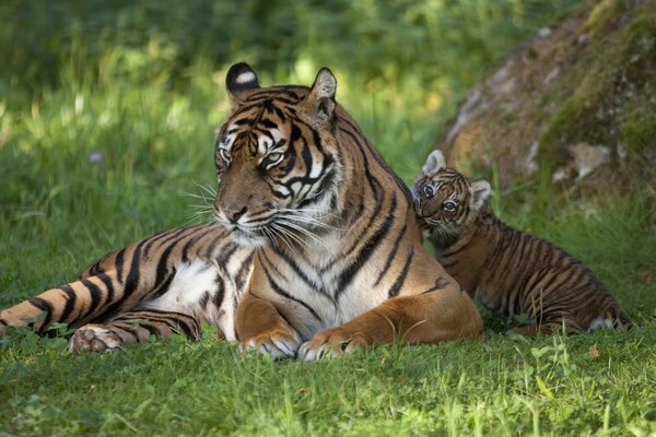 Tigre con un bambino che riposa all ombra di un albero