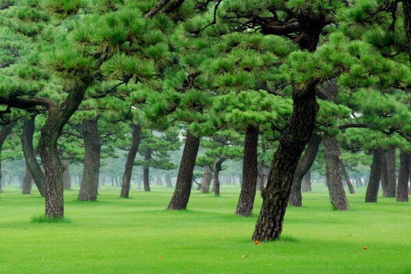 Kaliningrad forest of dancing trees