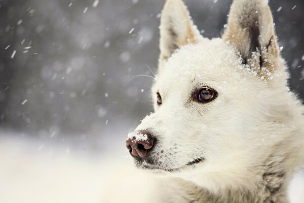 Cane che guarda la neve che cade