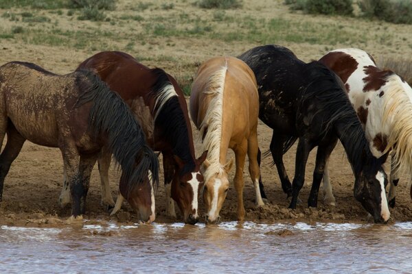 Abrevadero de caballos en el campo