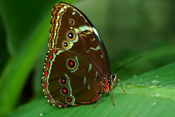 Papillon assis sur une feuille verte