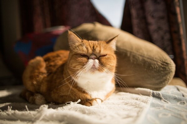 Die Katze liegt auf dem Teppich. Exotische Katze