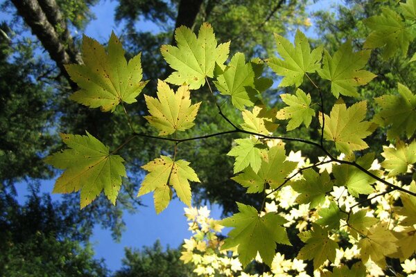 Feuilles d érable sur fond de ciel bleu