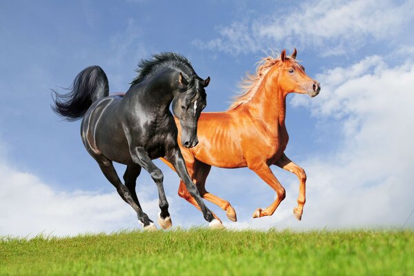 Two horses in a field