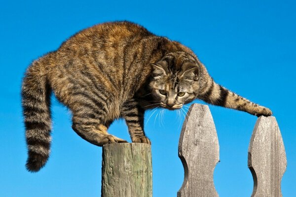 Chat dans une situation dangereuse sur la clôture