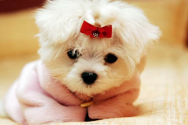 Cute little puppy with a bow