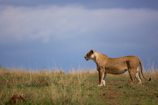 Wild cat posing in the SAVANNAH