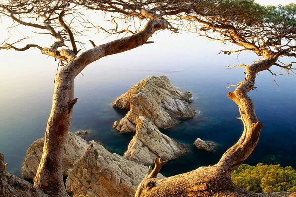 Tree trunks bend over the sea and rocks