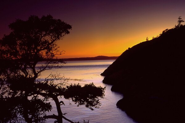 Arbre près de la mer au coucher du soleil