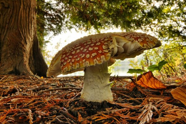 Amanita rośnie w jesiennym lesie