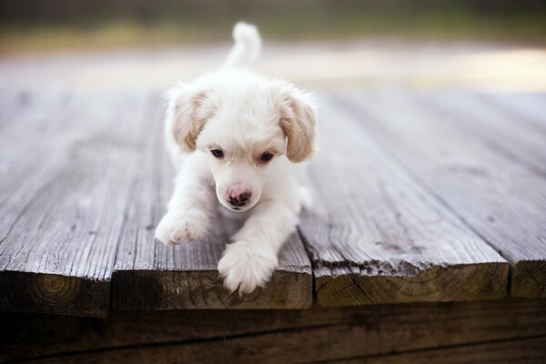 Cute puppy dog playing