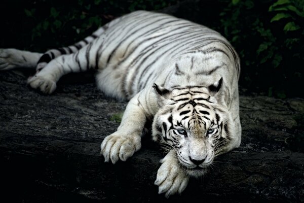 Tigre sur fond de nature sur les pierres