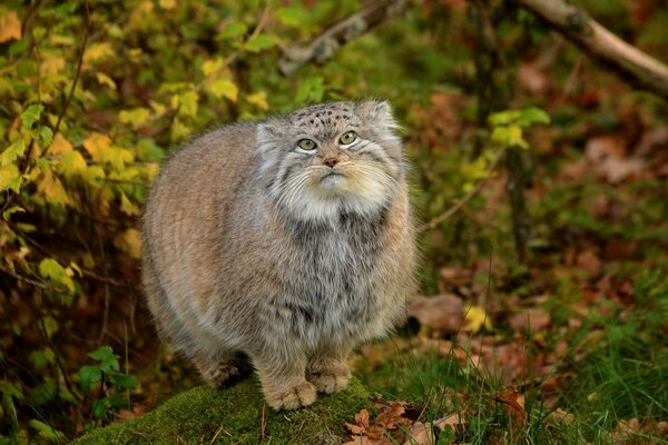 Depredador manul con ojos verdes en la naturaleza