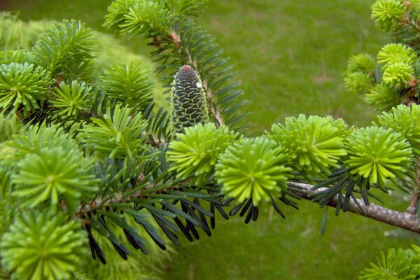 Coniferous tree. Cones on a pine tree